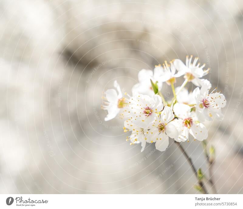 Cherry blossom branch - spring is in bloom... cherry blossom Spring fever Ease White Romance idyllically Blossom Cherry Blossom Festival tender love Delicate