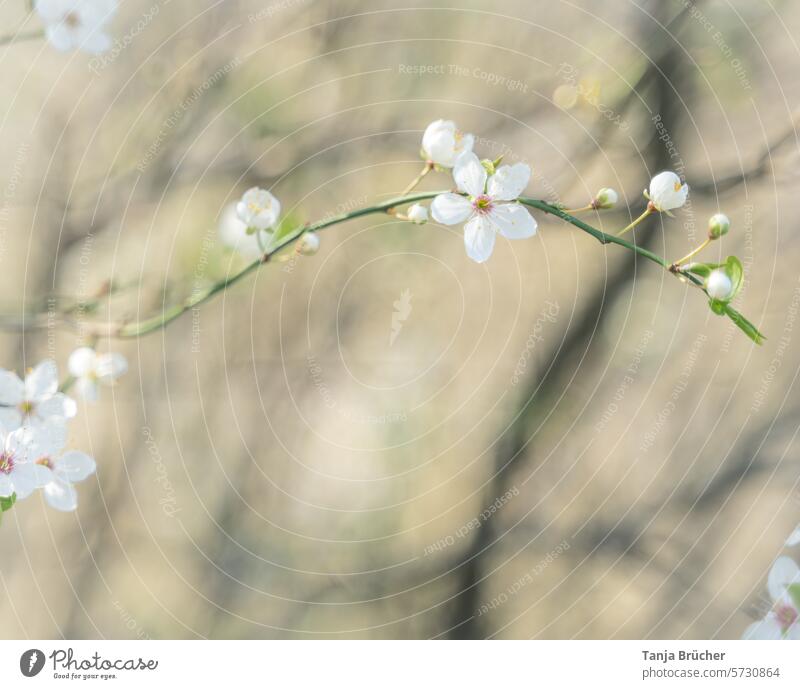 Cherry blossom branch - delicate heralds of spring cherry blossom Spring fever Ease White Blossoming Romance idyllically Cherry Blossom Festival tender love