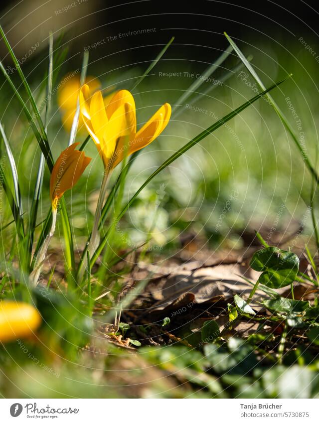 Crocus in yellow beaming with the sun crocus Spring flower Yellow Brilliant sunny yellow herald of spring Positive Spring day Spring fever sunshine Ease