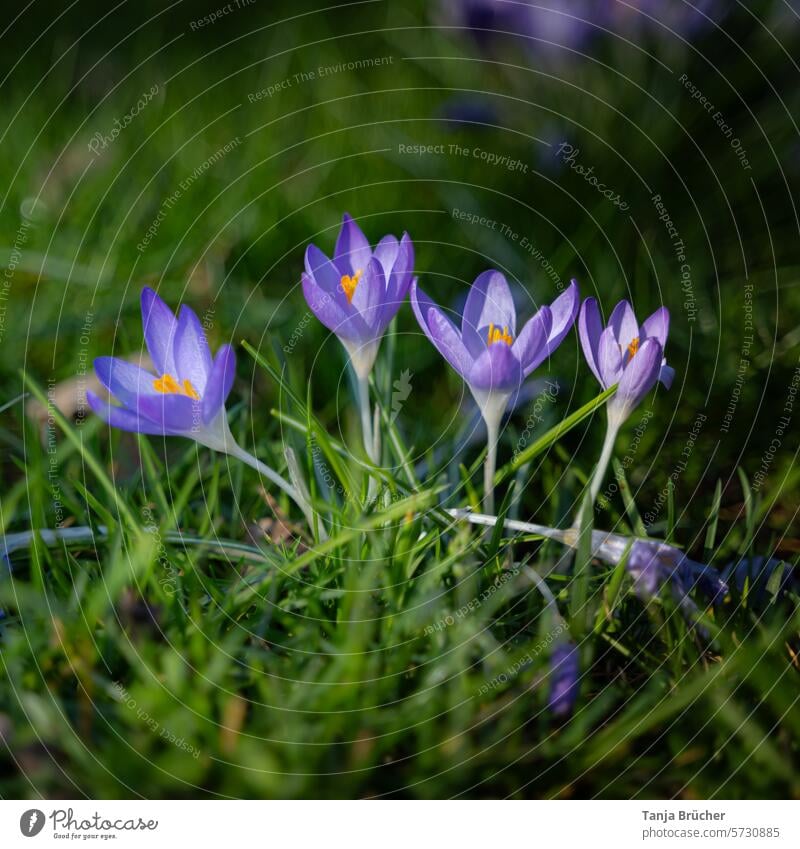 Four early bloomers enjoy the rays of spring sunshine crocus Spring flower herald of spring Positive Spring fever Ease Blossoming purple blooming spring flower