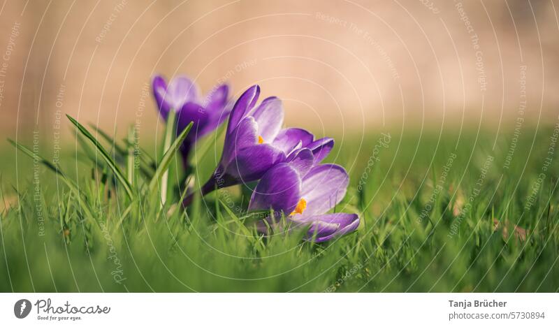 Together towards the sunlight crocus Spring flower at the same time herald of spring Positive Spring fever Ease Blossoming in common purple
