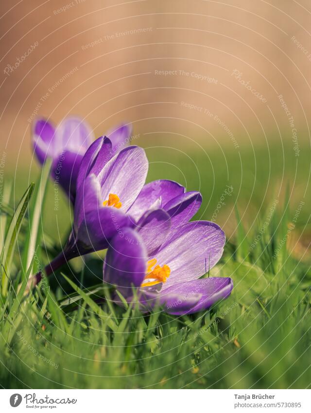 Enjoying the warming sun as a threesome crocus Spring flower at the same time herald of spring Positive Spring fever Ease Blossoming in common purple