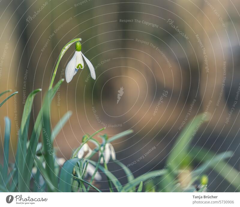 Snowdrops - the cutest herald of spring since flowers have been around. Spring flower Positive Spring fever Ease White Blossoming Romance idyllically
