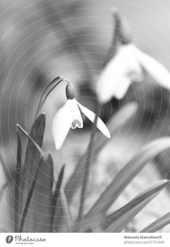 Proud splendor Snowdrop snowdrop snowdrops Pride be proud Forest Magic bnw bnwphotography bnw art soul Black & white photo Black and white photography