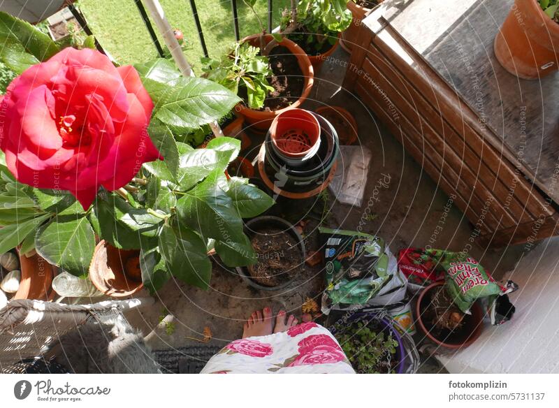 Balcony paradise begins flowerpots plants do gardening repot Leisure and hobbies implant pink roses flowers Potting soil balconies Balcony planting Terracotta