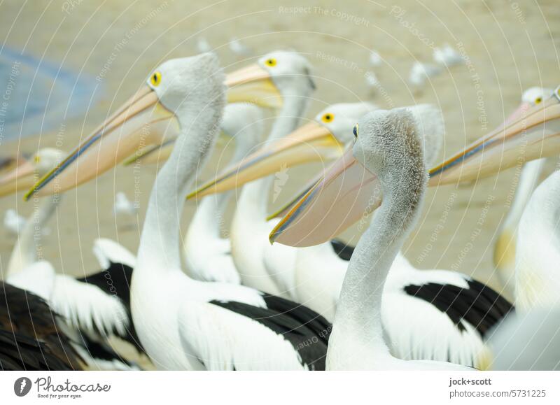 excited anticipation of the spectacled pelicans Spectacled Pelican Wild animal Group of animals Together Habitat Beach Australia Queensland animal world
