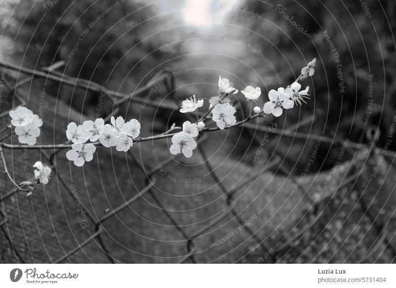 A flowering branch pushes through wire mesh... Spring Spring dream Gorgeous Blossom blossoms flowering branches Nature Blossoming Delicate naturally