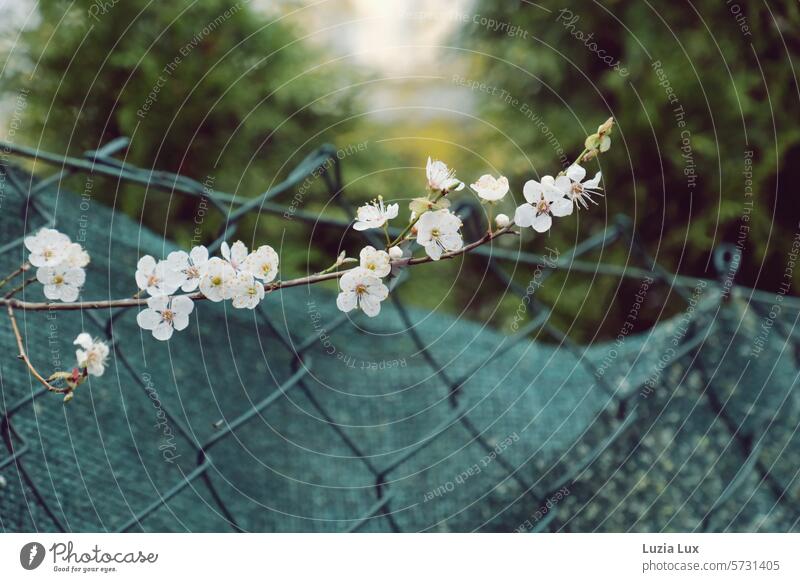 A flowering branch pushes through wire mesh... Spring Spring dream Gorgeous Blossom blossoms flowering branches Nature Blossoming Delicate naturally