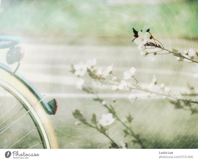 Spring dream... An old blue bicycle from behind and blossoming branches, multiple exposure Gorgeous Blossom blossoms flowering branches Nature Blossoming
