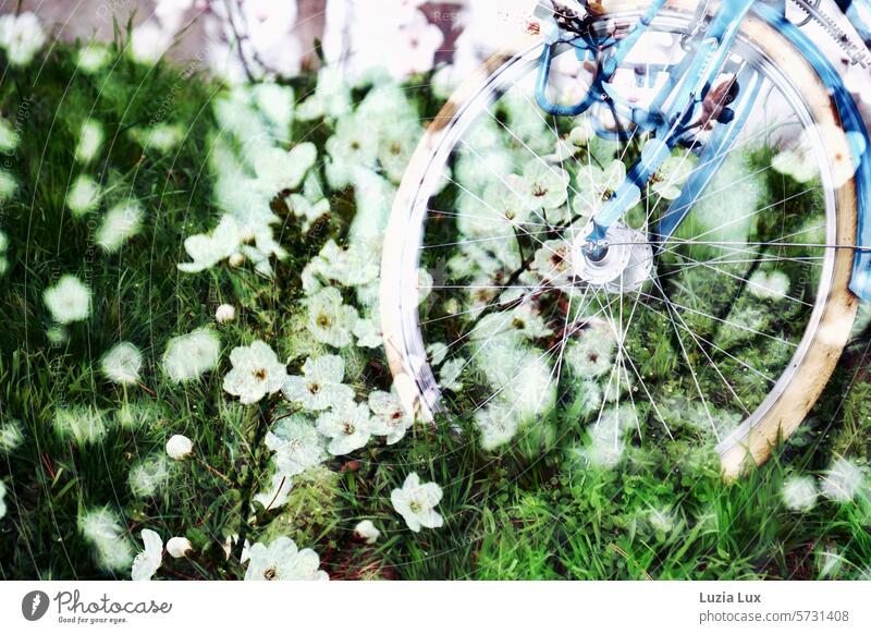 Spring dream... Front wheel of an old blue bicycle, meadow and blossoming branches, multiple exposure Gorgeous Blossom blossoms flowering branches Nature
