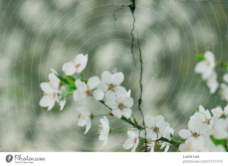 Spring dream... A blossoming branch in front of cracked masonry, sunlight, multiple exposure Gorgeous Blossom blossoms flowering branches Nature Blossoming