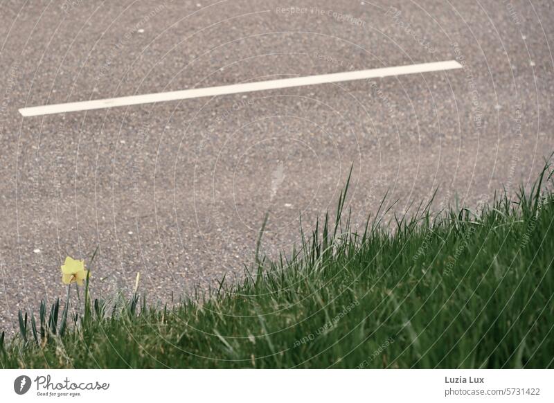 a single daffodil by the roadside daffodils Narcissus Spring Flower Blossom Yellow Nature Blossoming Wild daffodil Spring fever Spring flower Easter Green
