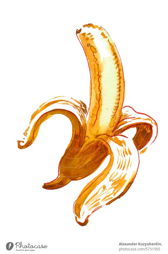 Peeled banana fruit. Hand drawn watercolor sketch food sweet art artwork clipart illustration yellow tropical hand drawn