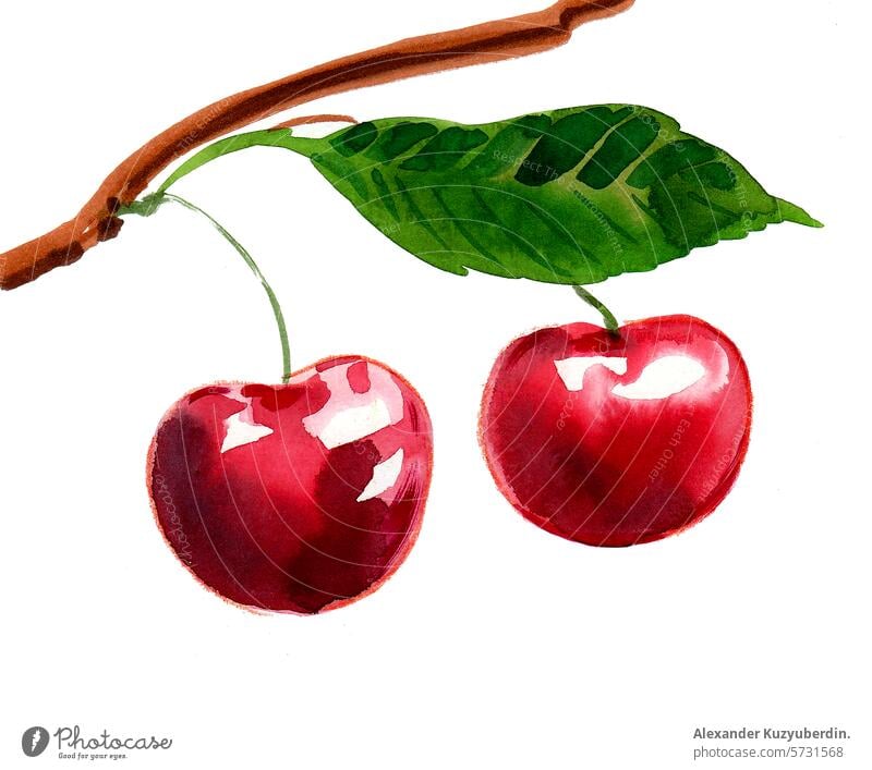 Pair of red cherries. Hand drawn watercolor illustration cherry fruits food art artwork painting sketch vegan sweet organic
