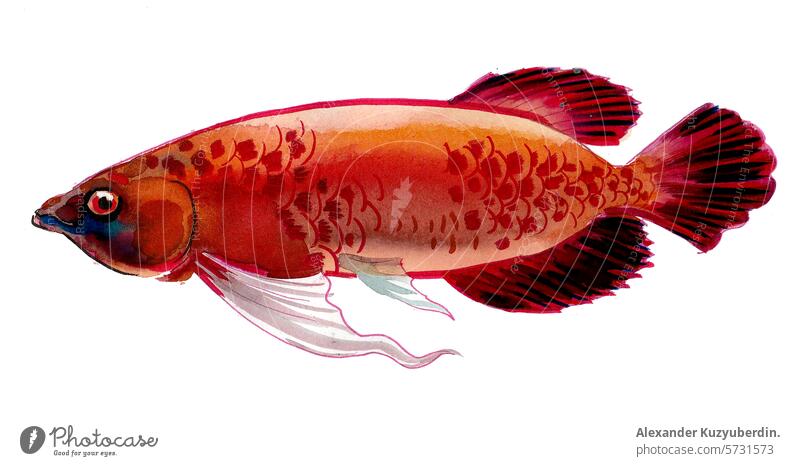 Tropical fish. Hand drawn ink and watercolor illustration fishing animal aquatic nature art artwork painting sketch
