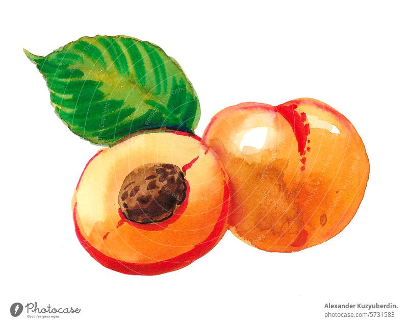 Pair of apricot fruits. Hand drawn ink and watercolor sketch peach food art artwork drawing vegan vegetarian nature