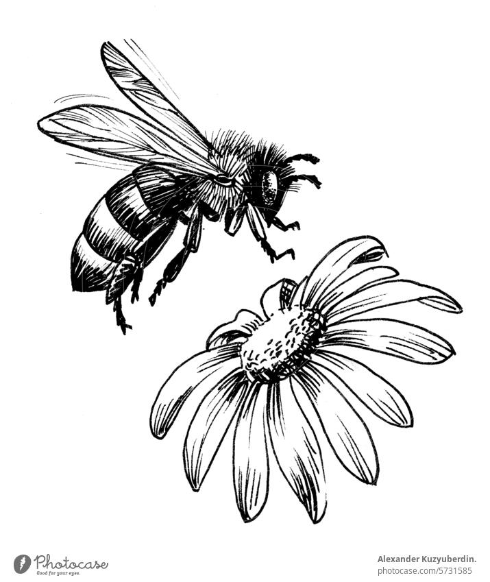 flower and flying bee. Hand drawn ink black and white illustration honey insect summer nature wasp art artwork drawing sketch