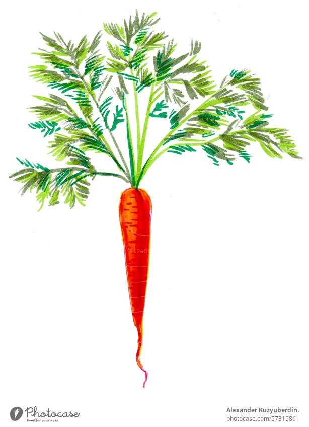 Carrot vegetable. Hand drawn watercolor illustration carrot root food tatsy delicious vegan vegetarian art artwork painting sketch