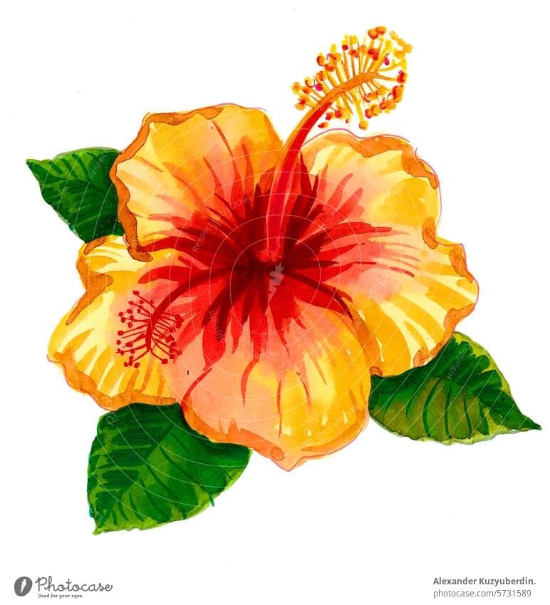 Yellow hibiscus flower. Hand drawn watercolor sketch watercolour painting illustration yellow tropical Hawaiian nature art artwork drawing