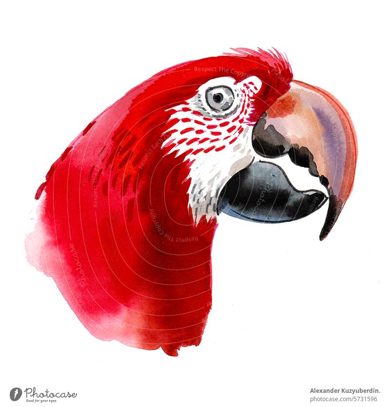 Red parrot bird. Hand drawn watercolor sketch animal zoo pet red feathers painting illustration