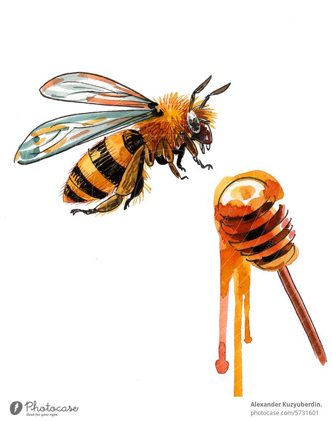 Honey and flying bee. Hand drawn watercolor sketch honey sweet food animal painting art artwork drawing