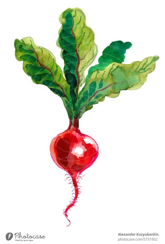 Red radish. Watercolor sketch root vegetable food watercolor painting illustration drawing hand drawn