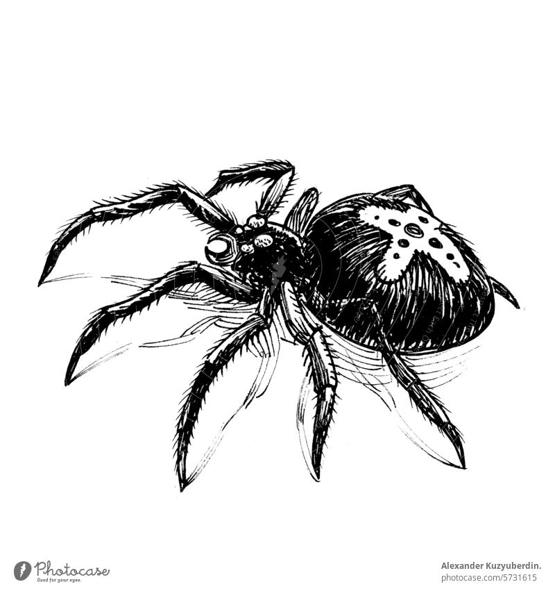 Poisonous spider. Hand drawn retro styled black and white drawing poisonous animal nature danger scary art artwork sketch ink