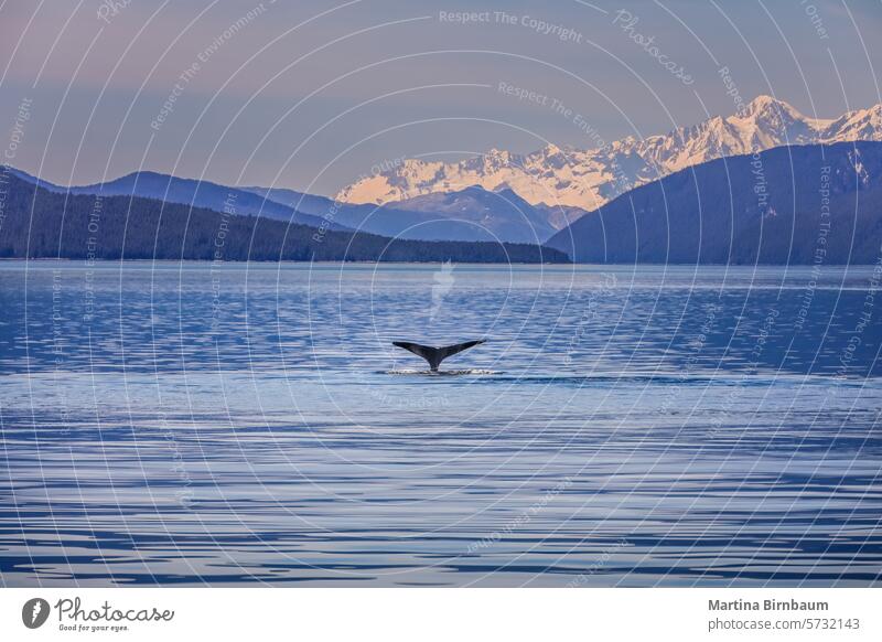 A whale tale in the water of a gorgeous scenic landscape in Alaska sea ocean blue bird mountain nature lake sky tail dolphin animal seagull mammal mountains