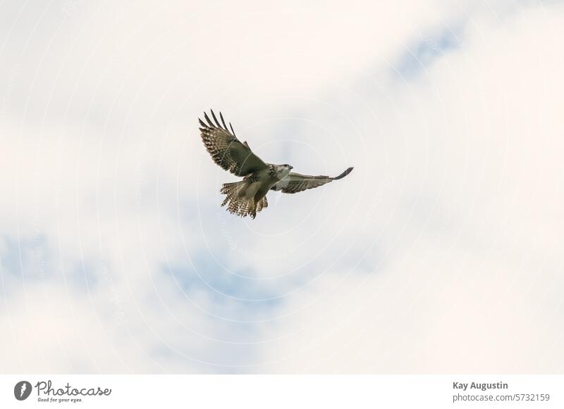 Buzzard Common buzzard Buteo buteo Bird of prey Accipitriformes Eyrie construction flight picture Nest material nesting material Fingered wings Habitat plumage