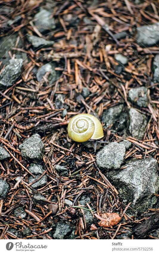 a snail crawls between pine needles and stones on the wet forest floor Crumpet Snail shell Pine needle Woodground forest path Quarries grey stones snail's pace