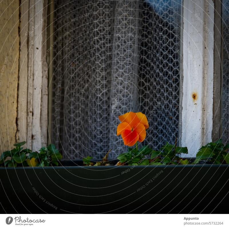 A single, bright orange pansy (Viola) stands in front of an old window with an antique curtain. Lonely but faithful, it stands guard and contrasts the dreariness with its simple beauty.
