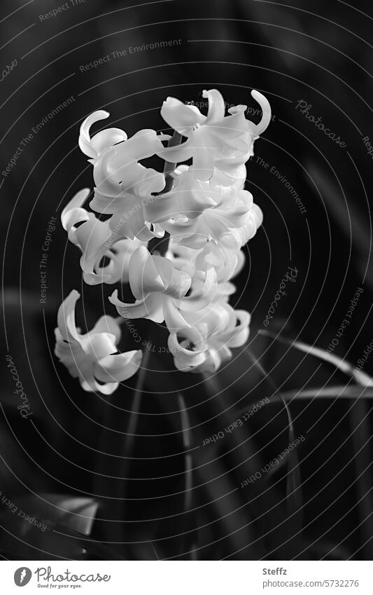 blooming white hyacinth Hyacinthus Garden Hyacinth garden flower Spring flower Flower Blossom garden plant petals blossom romantic Elegant Fragrance fragrances