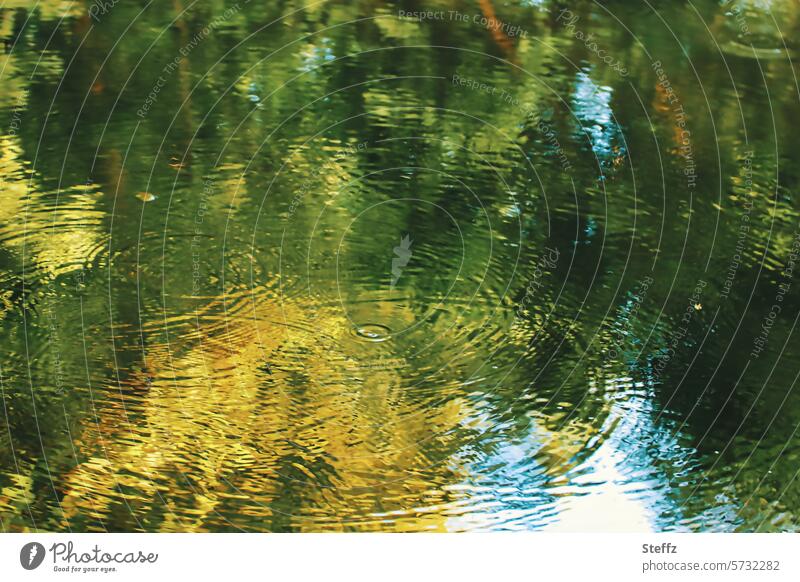 Reflection in the forest pond Pond Forest Pond reflection Water reflection Surface of water Body of water Sunlight mirrored Reflection in the water Mirror image
