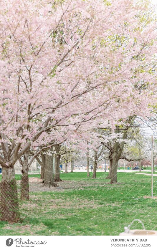Blossom  Trees Cherry Blooming Spring cherry blossom yoshino cherry ornamental tree spring tree blooming season pink trees primavera peach blosoms