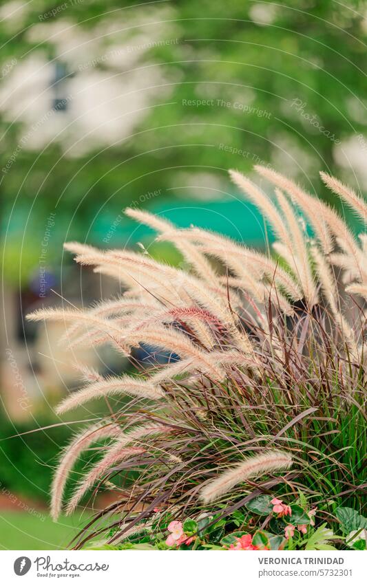 Ornamental grass delicately potted plants nature ornamental grass visual appeal versality beauty of outdoor