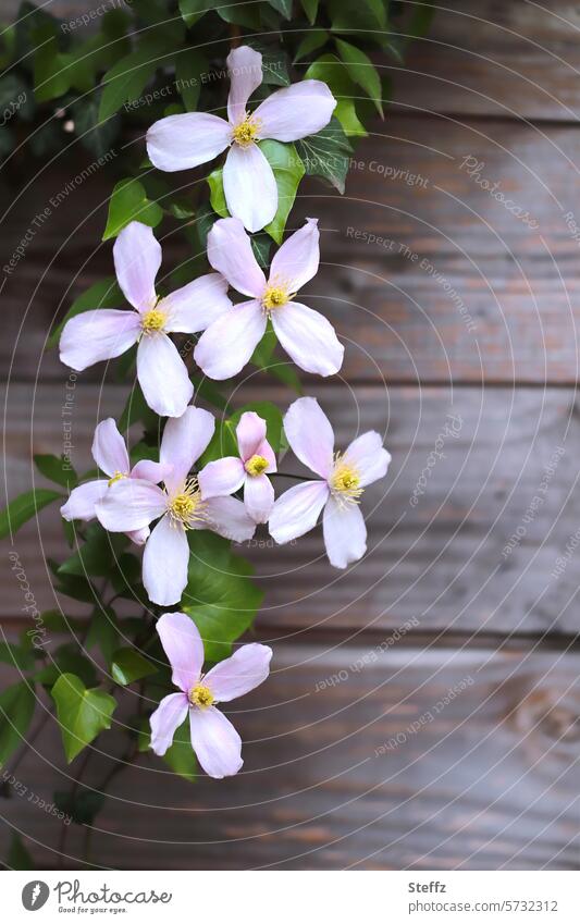 Clematis in bloom in front of a wooden wall flowering twig spring flowers flowering clematis petals little flowers Pink blossom shoots Vine plant creeper
