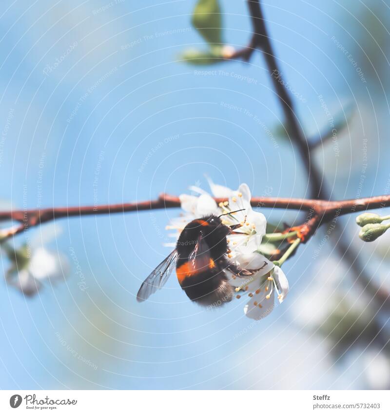 a bumblebee on cherry blossoms Cherry blossom Bumble bee Bumblebee on blossom Spring day heyday heralds of spring spring feeling spring mood Seasons White
