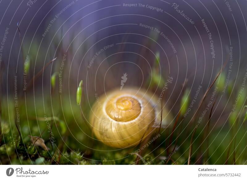 A snail shell and moss Nature flora fauna Moss Plant fruiting body Crumpet Snail shell Soft Day daylight Yellow Green Violet Garden