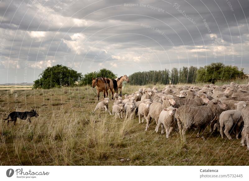 Live an unusual life and keep your sheep together yourself (without two-legged friends) Environment Nature flora fauna Animal Dog Horse Landscape Farm animal