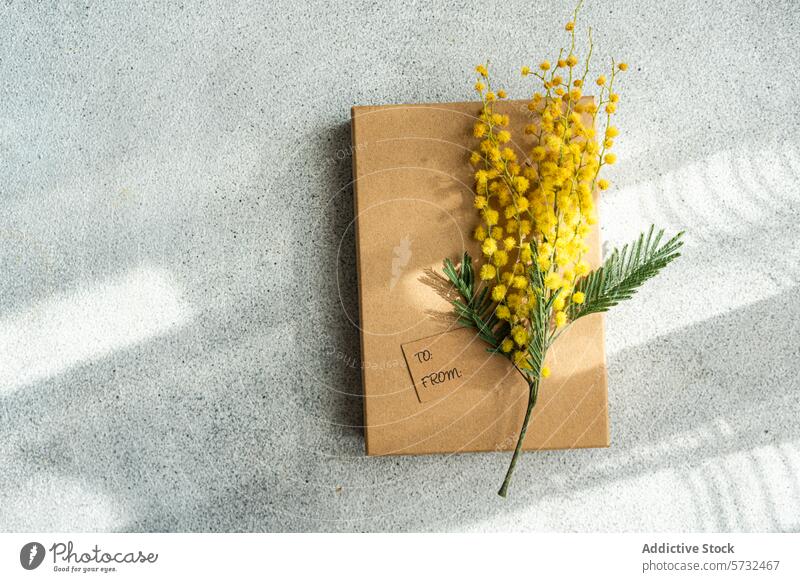 Bright Mimosa Flowers on Brown Paper Envelope mimosa flower envelope brown paper gray surface textured bright yellow blossom bloom flora botanical plant