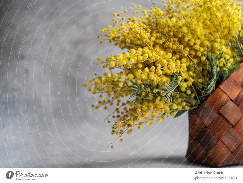 Bright yellow mimosa flowers in a woven basket wood bouquet bright vibrant traditional gray background plant flora decoration natural botanical spring fresh