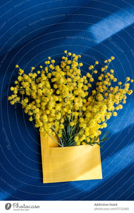 Bright yellow mimosa flowers in envelope on blue background texture spring bright vibrant fresh flora botanical decoration greeting seasonal celebration nature