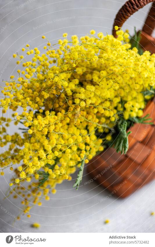Bright yellow mimosa flowers in a wicker basket bouquet bright vibrant traditional neutral background bloom flora plant spring celebration botanical nature