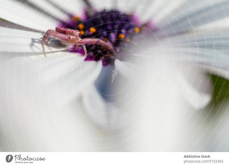 Close-up of a crab spider merging with the white petal of an Osteospermum, with a soft focus on the flower's purple heart osteospermum African daisy macro