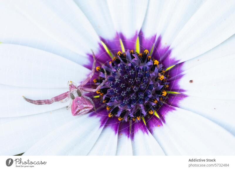 A pinkish crab spider awaits its prey on the contrasting purple center of a white Osteospermum, also known as an African daisy osteospermum white flower nature
