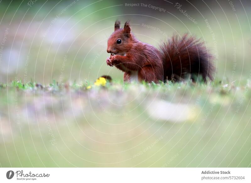 Red Squirrel Nibbling in a Serene Setting red squirrel nut eating wildlife nature mammal rodent 598079 serene field animal feeding small fluffy tail cute