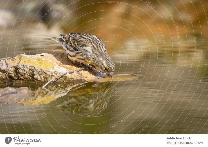 A Pine Siskin bends down to take a drink, its reflection mirrored in the still water, on a serene backdrop of a rocky stream bird drinking nature wildlife beak