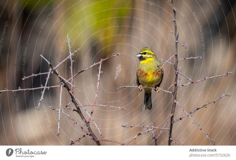 A Cirl Bunting showcases its vivid yellow and green plumage while perched on the sharp twigs of a bramble, with a soft-focus background bird nature wildlife
