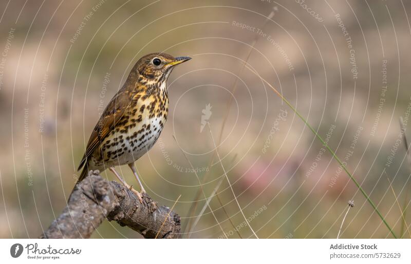 A song thrush, marked by its spotted breast and yellowish underparts, stands proudly on a branch, with a blurred natural backdrop bird nature wildlife beak