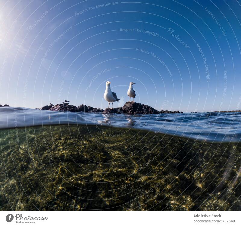 Above and below water shot of two seagulls standing on coastal rocks, with the underwater ecosystem visible in the clear sea below above water split view